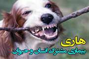  رئیس شبکه دامپزشکی سبزوار، نسبت به تهدید هاری ناشی از سگ‌های ولگرد هشدار داد